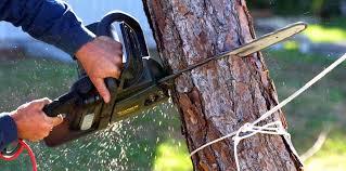 Best Commercial Tree Services  in Anahuac, TX